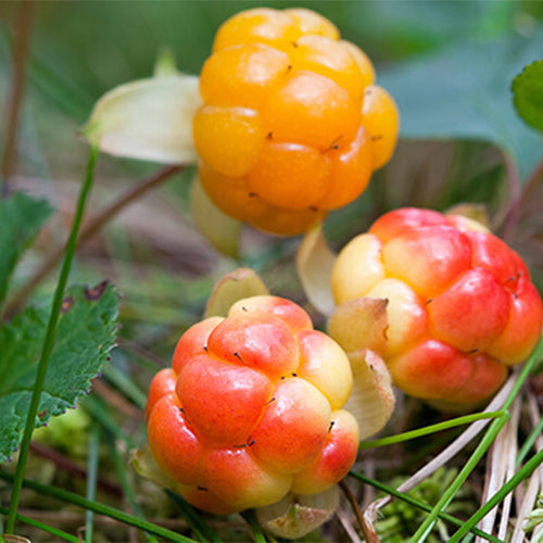 Arctic Cloudberry Juice