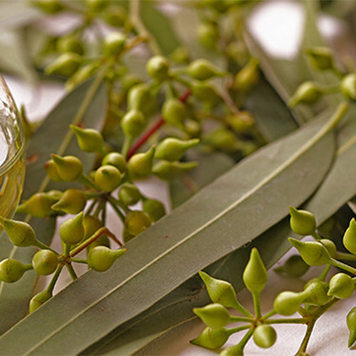 Essential Eucalyptus Oil