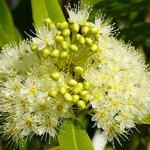 Lemon Myrtle Essential Oil