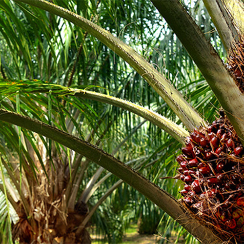 Palm Acid